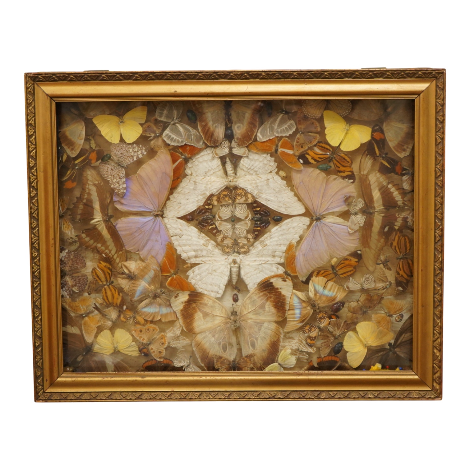 A Victorian taxidermy butterfly, moth and beetle display, contained within a shallow gilt framed cabinet, 52cm wide, 41.5cm high, 8cm deep